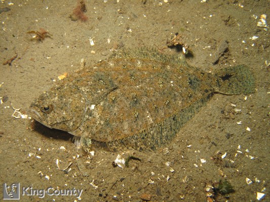 Photo of Citharichthys stigmaeus